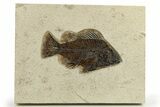 Fossil Fish (Cockerellites) - Large & Top Quality #275190-1